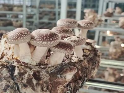 安和鄉 以“菌”破題，破繭重生！食用菌研發成鄉村振興新引擎