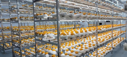 合作共建特色食用菌產業園，深耕食用菌研發新動能