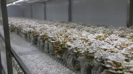 瓜果梨桃加入“果菌王”培養大賽，食用菌研發迎來水果味革命？