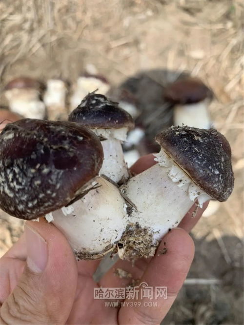 生產有機肥再產食用菌丨“蚯蚓工廠”里的循環農業是條致富好路